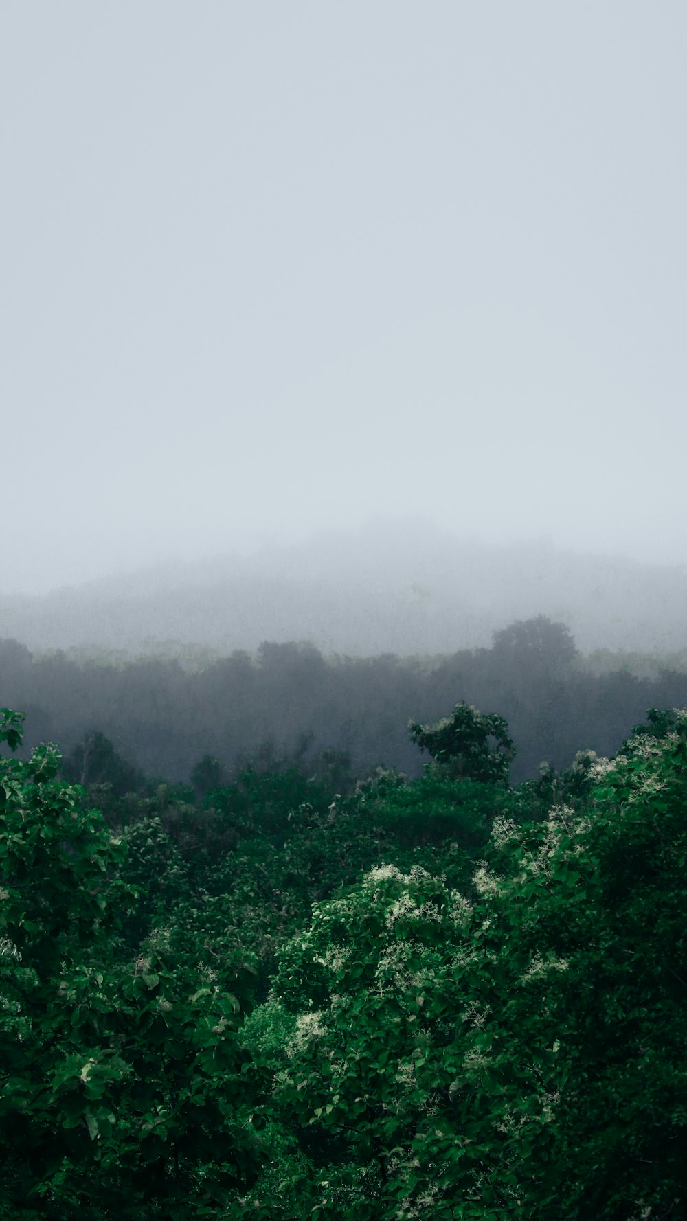 Une forêt avec du brouillard