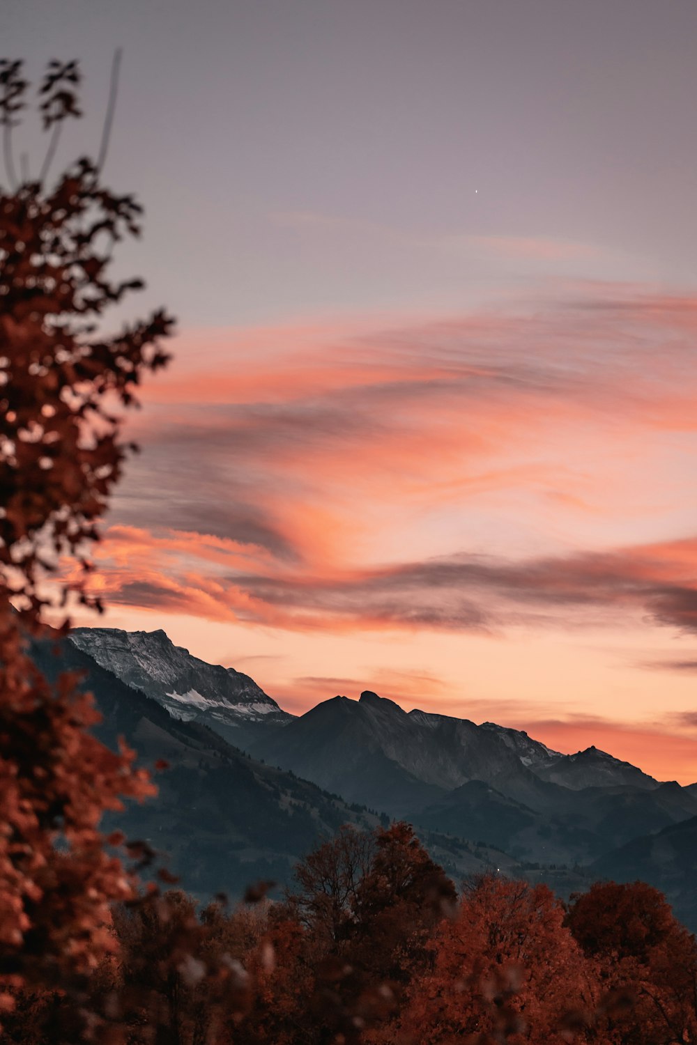 a tree with a mountain in the background