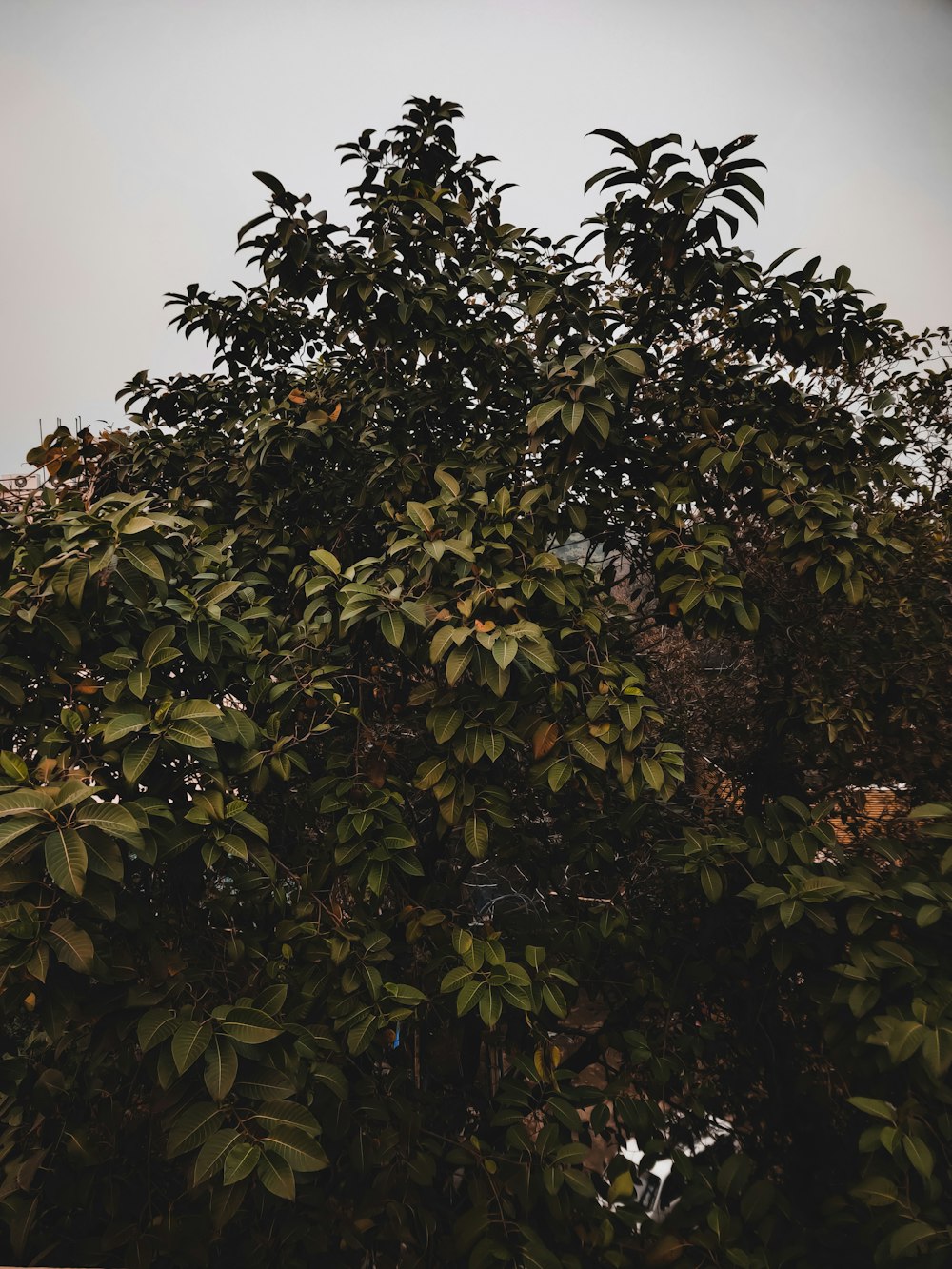 a tree with green leaves