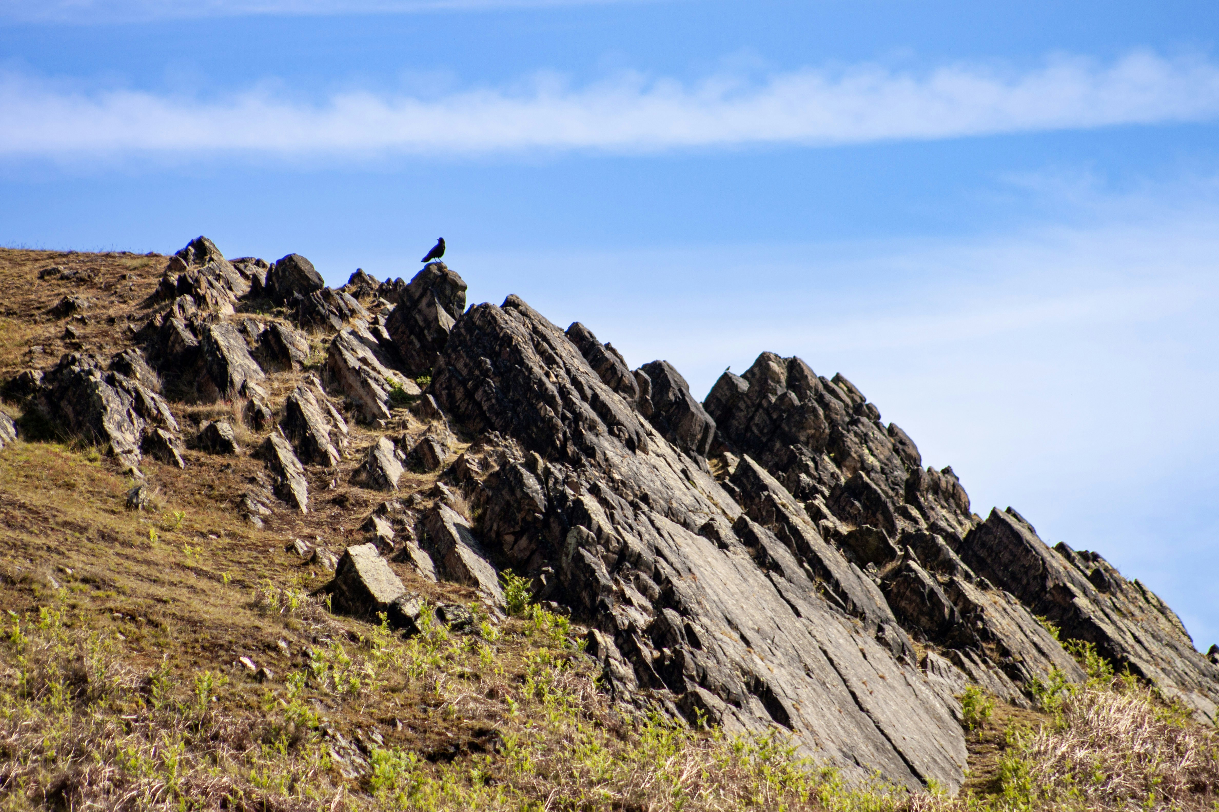 a bird on a rocky hill