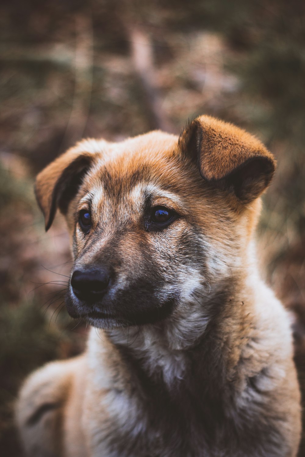 a brown and white dog