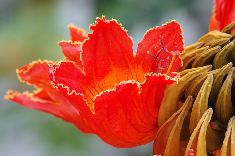 a close up of a flower