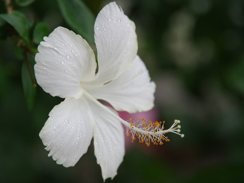 a white flower with a red center