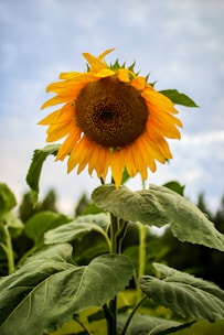a sunflower with a large center