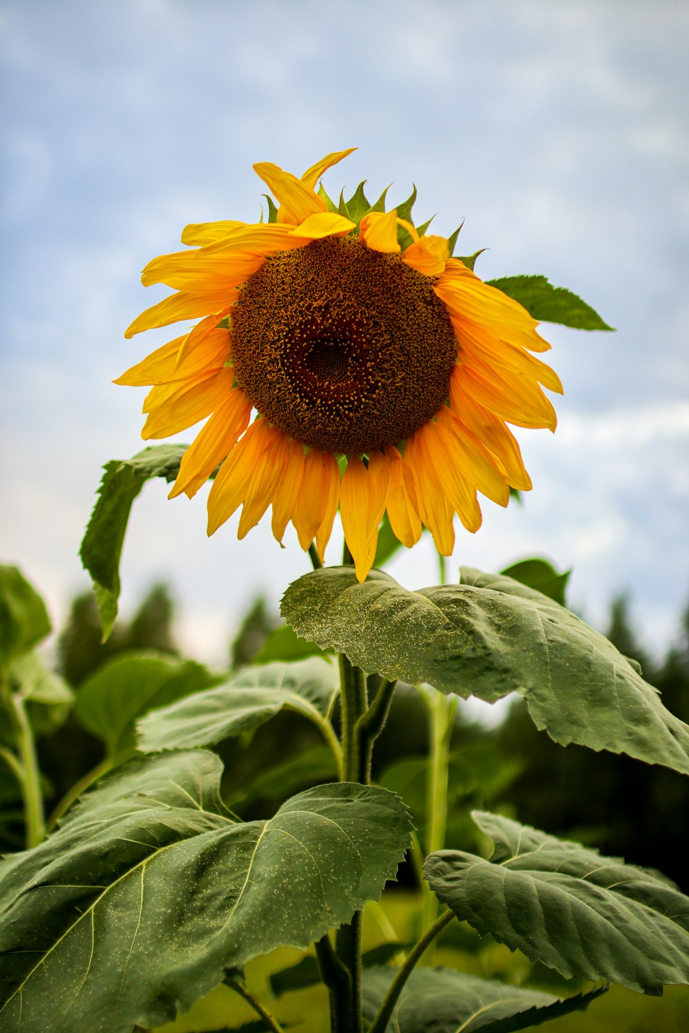 un girasole con un grande centro