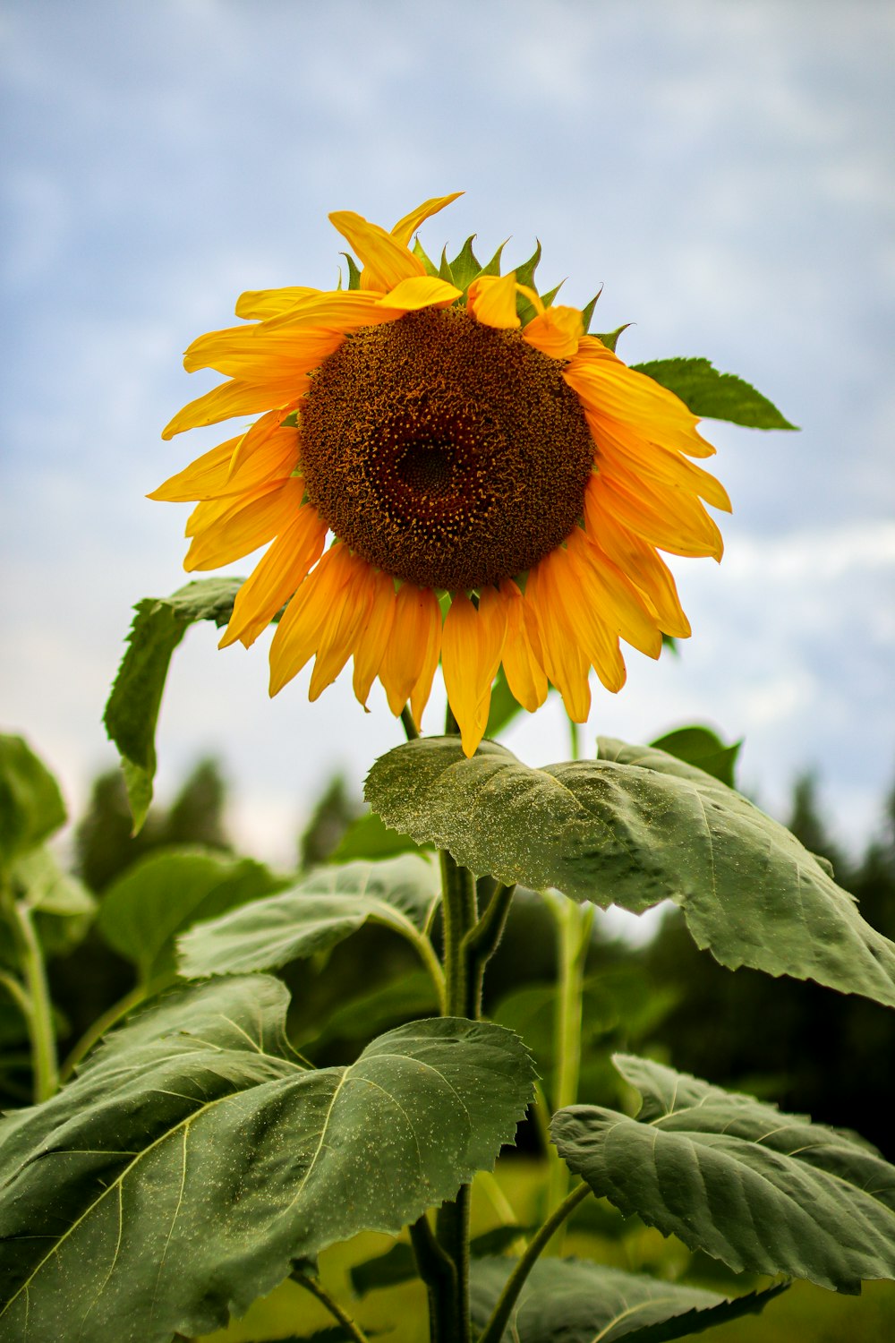 eine Sonnenblume mit einem großen Zentrum
