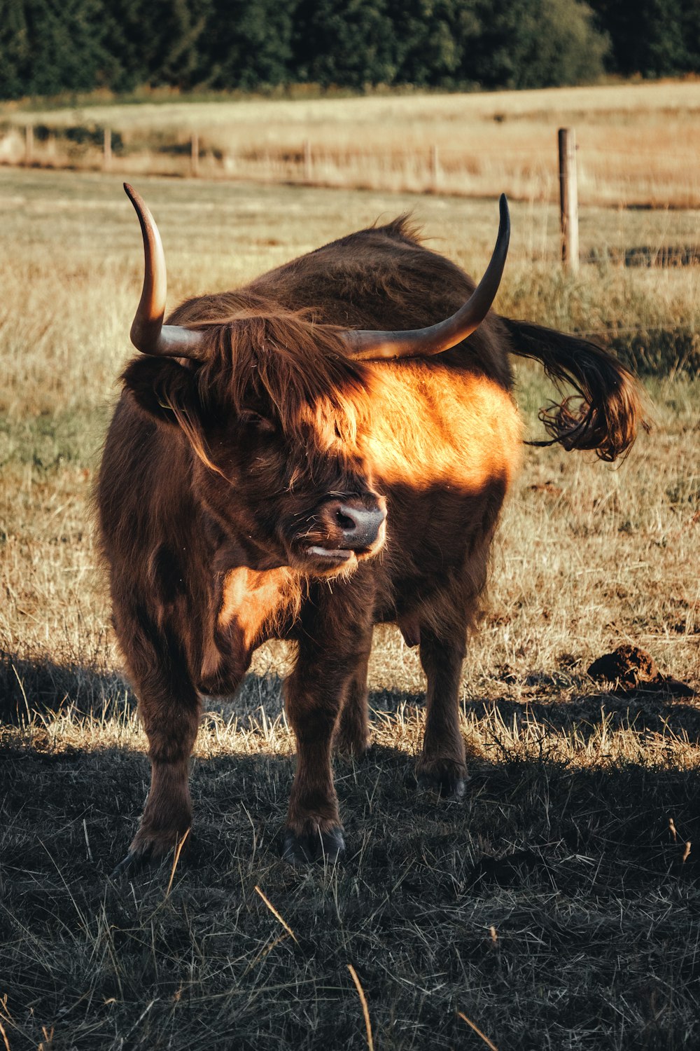 a brown animal with horns