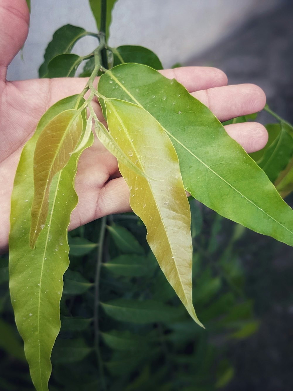 a hand holding a leaf