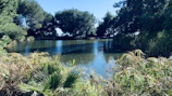 A serene pond surrounded by lush plants reflecting the sky’s soft hues.