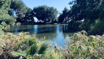 A serene pond surrounded by lush plants reflecting the sky’s soft hues.