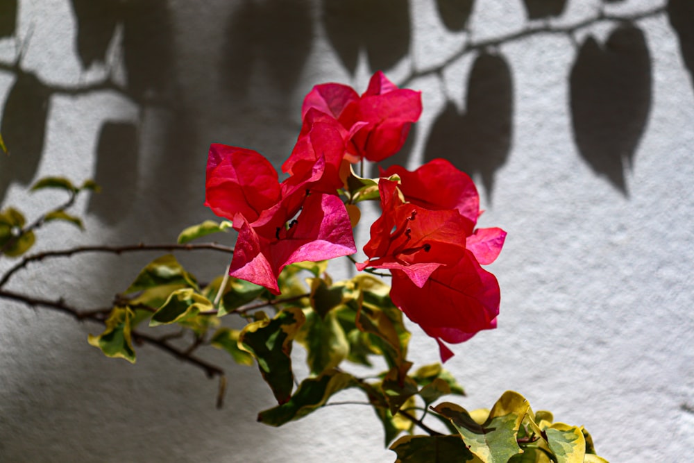 a close up of some flowers