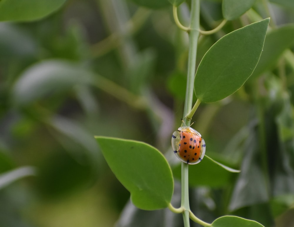 a ladybug on a leaf