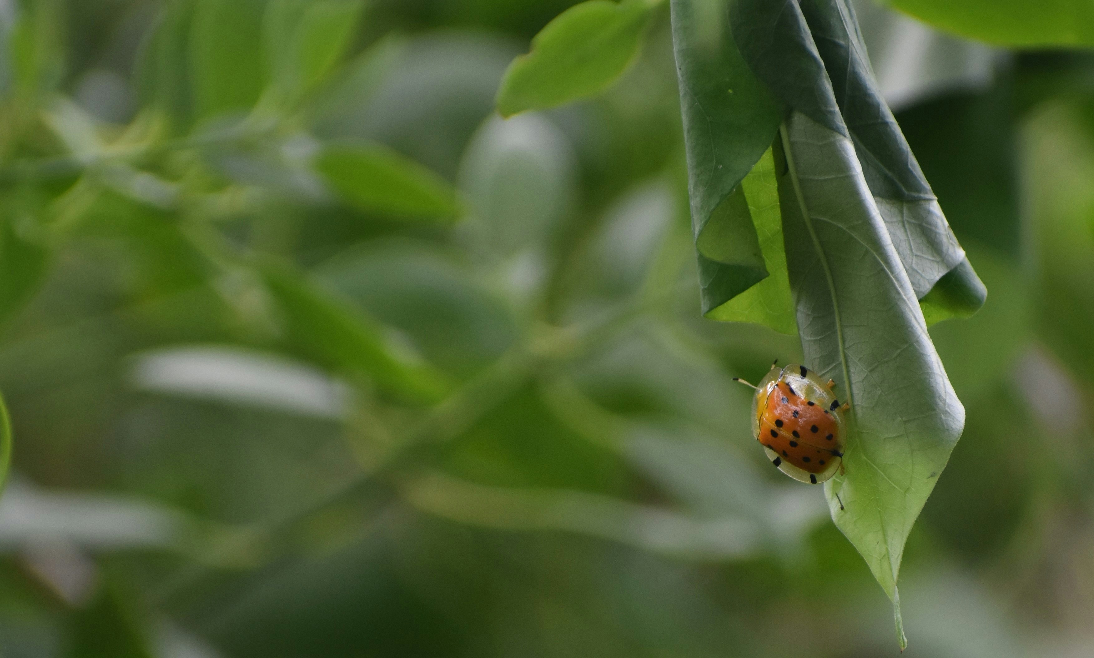 Customer Favorites: High-Terpene THCA Holiday Bundle