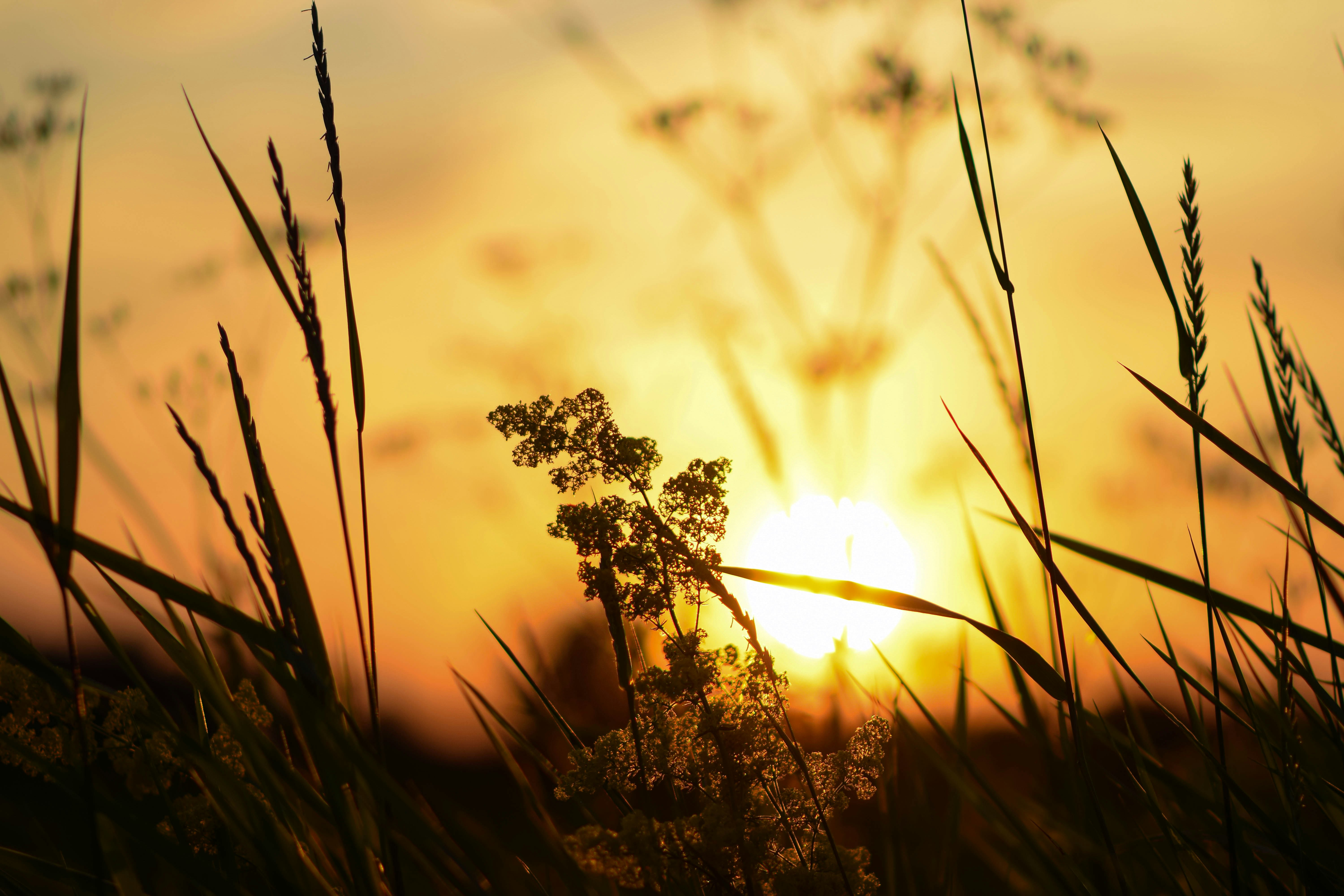 Meadow plant in late summer at sunset🌿🌄