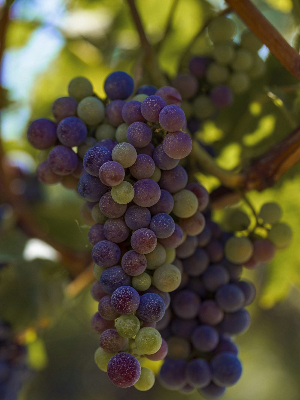 a close up of a bunch of grapes