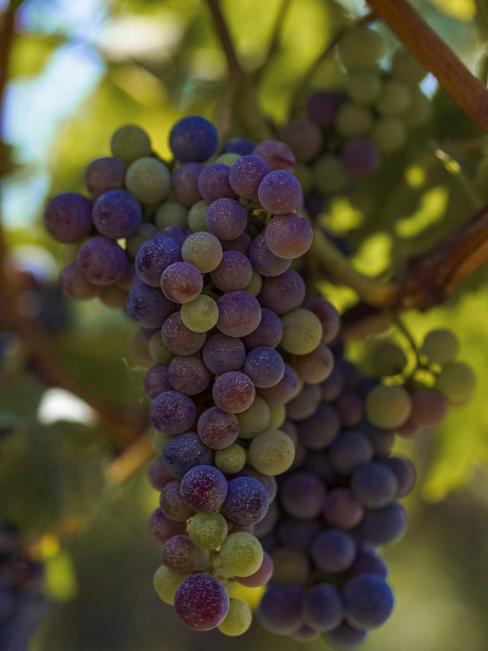 Un primer plano de un racimo de uvas