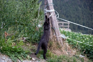 A black cat stretches upward on its hind legs, reaching towards a wooden post that is wrapped in white rope. The setting is outdoors in a natural environment with lush green grass and plants surrounding the post.