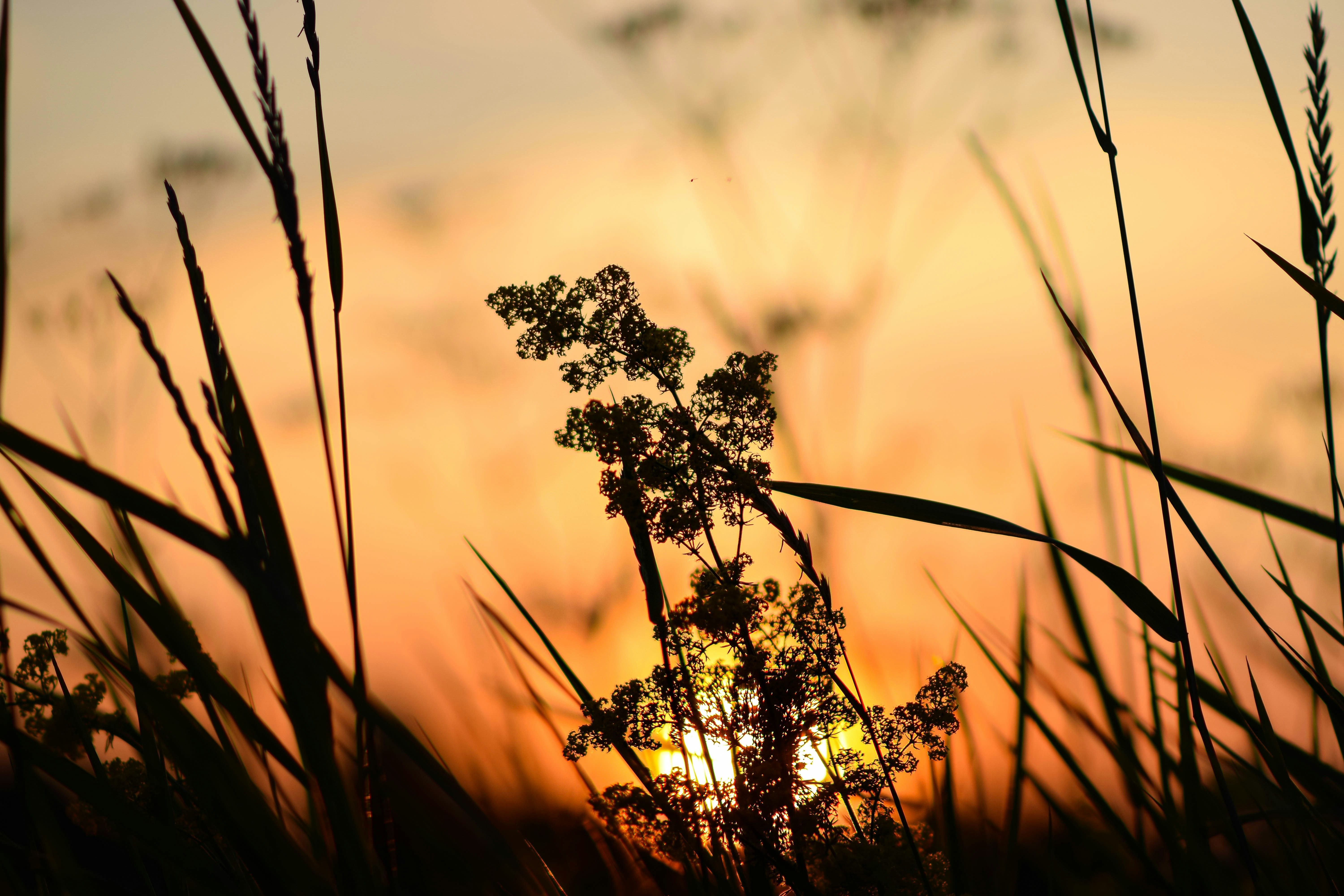 Meadow plant in late summer at sunset🌿🌄