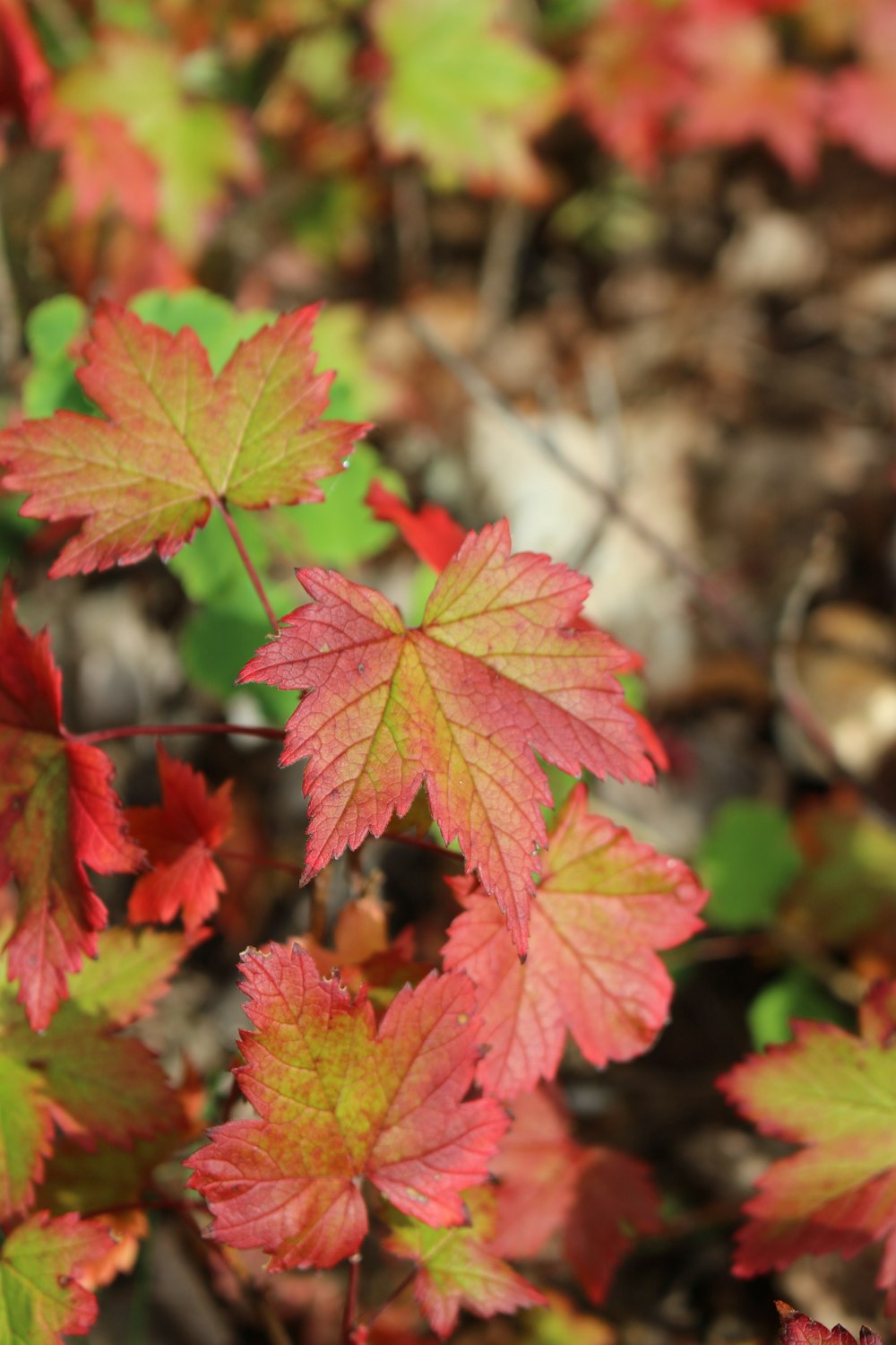 a group of colorful leaves