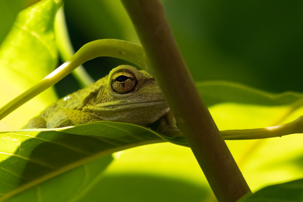 a lizard on a leaf