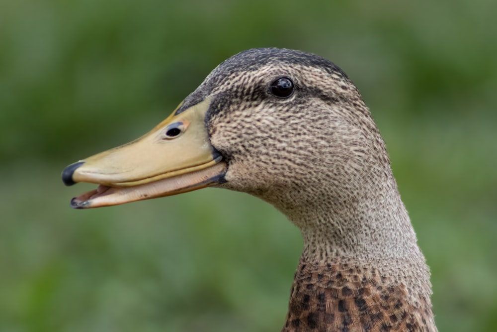 a duck with a yellow beak