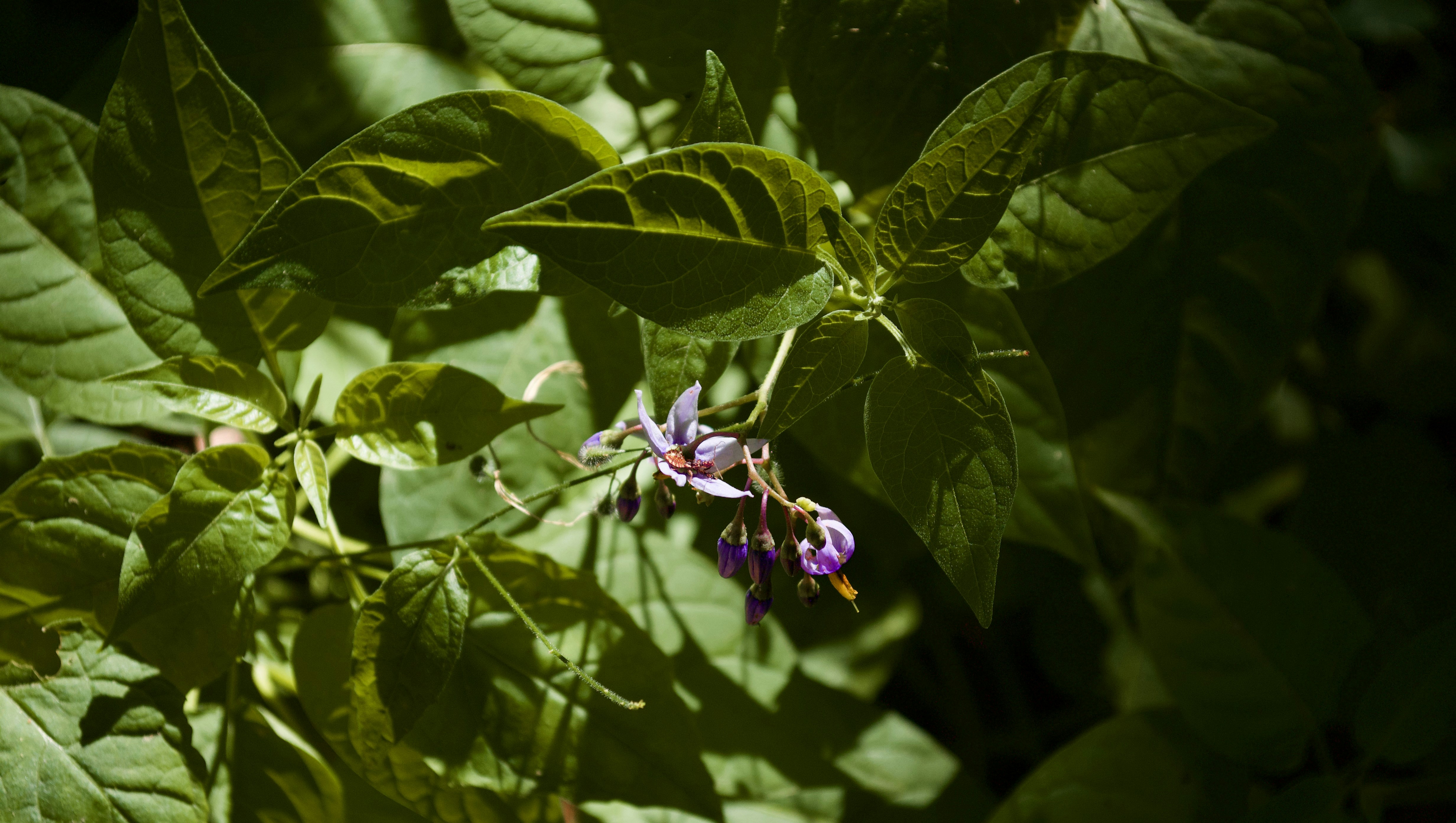 Symbiotic Relationships That Defy Logic (image credits: unsplash)