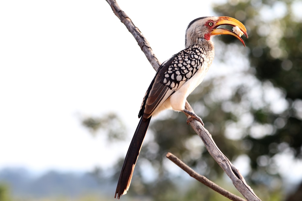 a bird on a branch