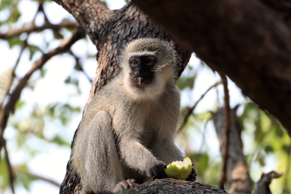 a monkey in a tree