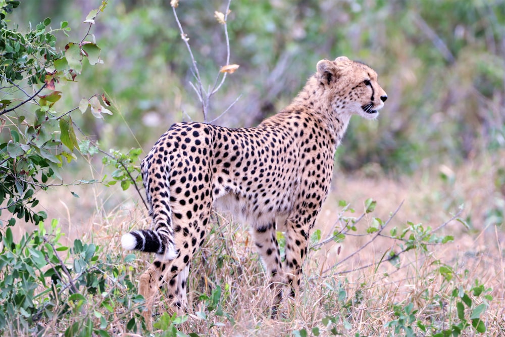 a cheetah in the wild
