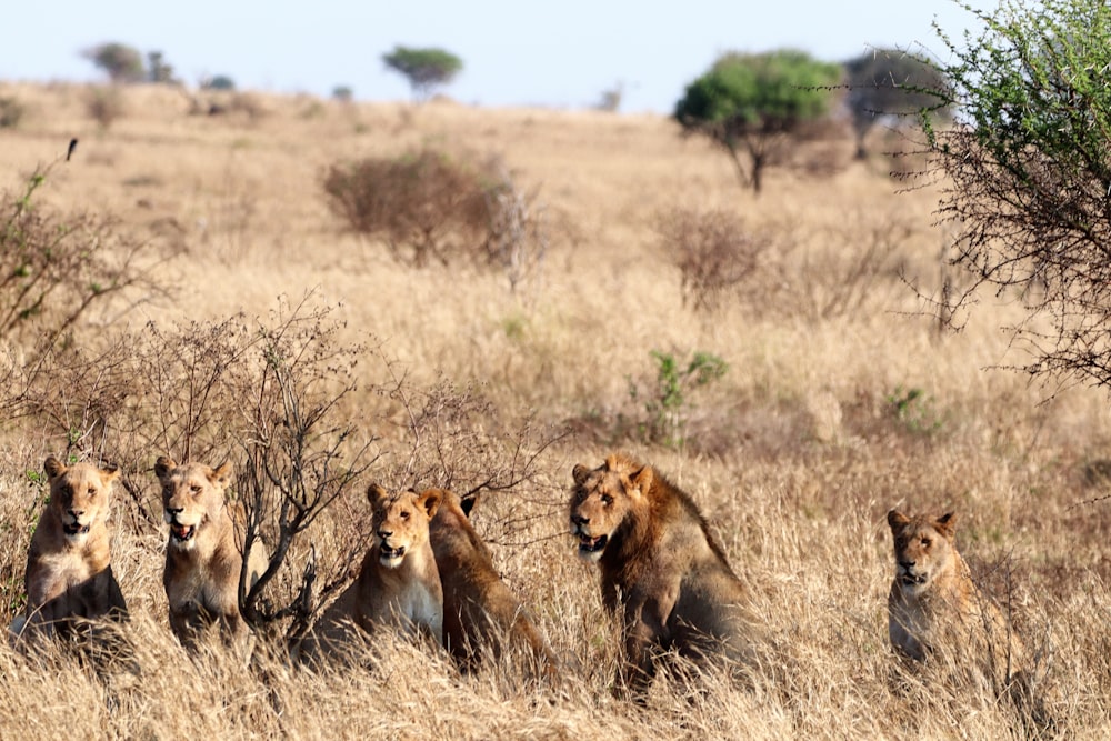 a group of lions in a field