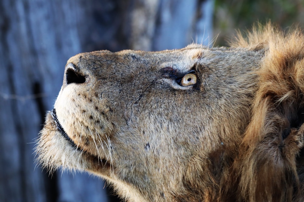 a lion with its mouth open