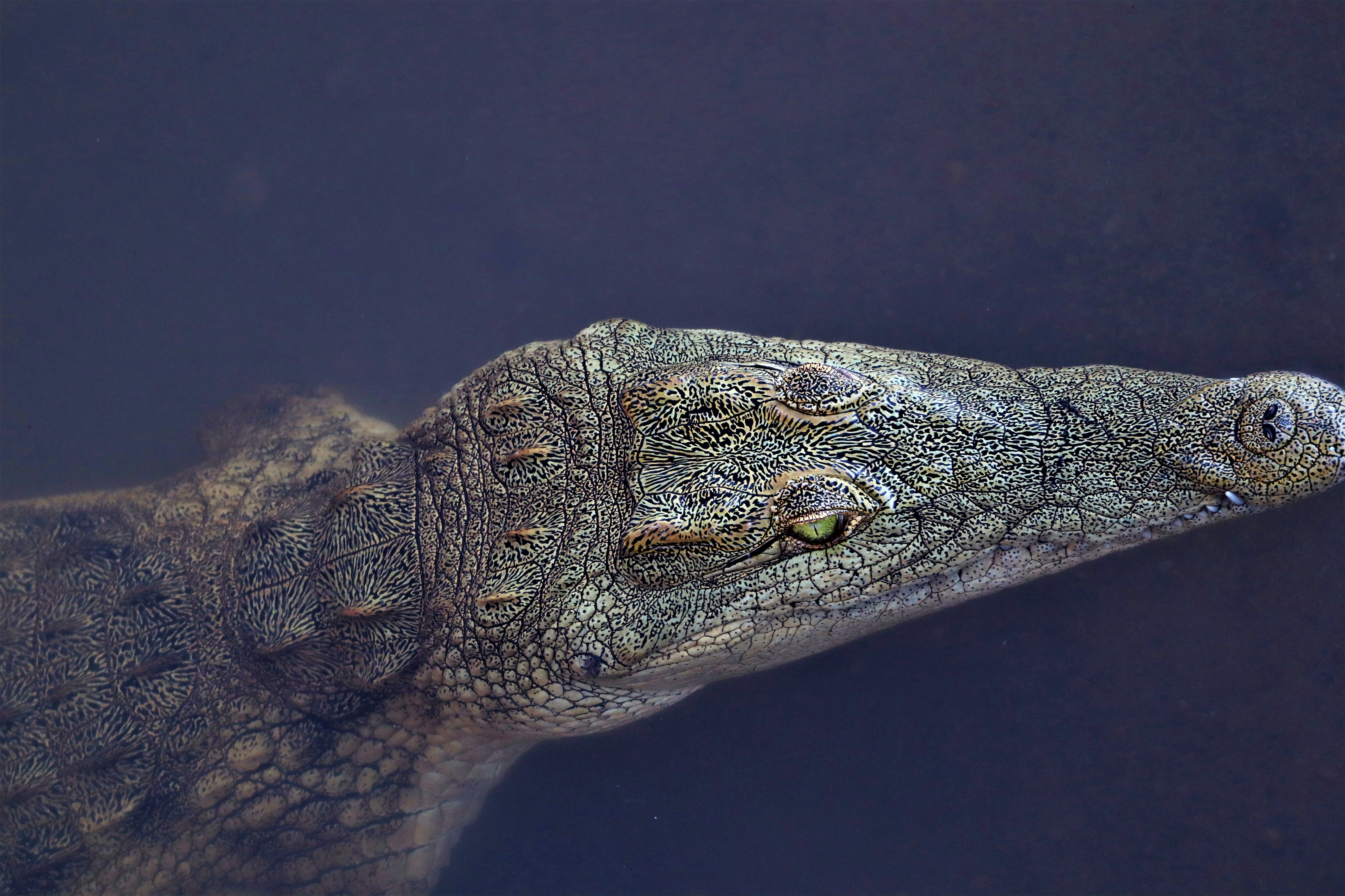 The Sacred Crocodile Industry of Ancient Egypt (image credits: unsplash)
