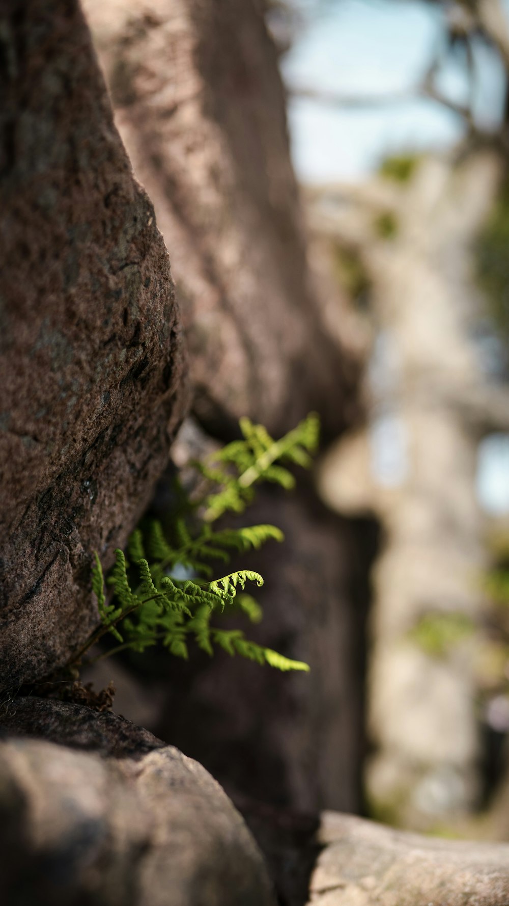 a small plant growing out of a tree trunk