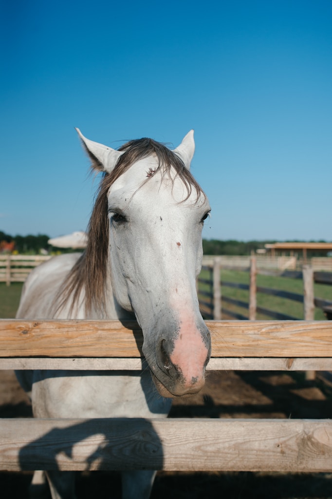 Horses For Sale