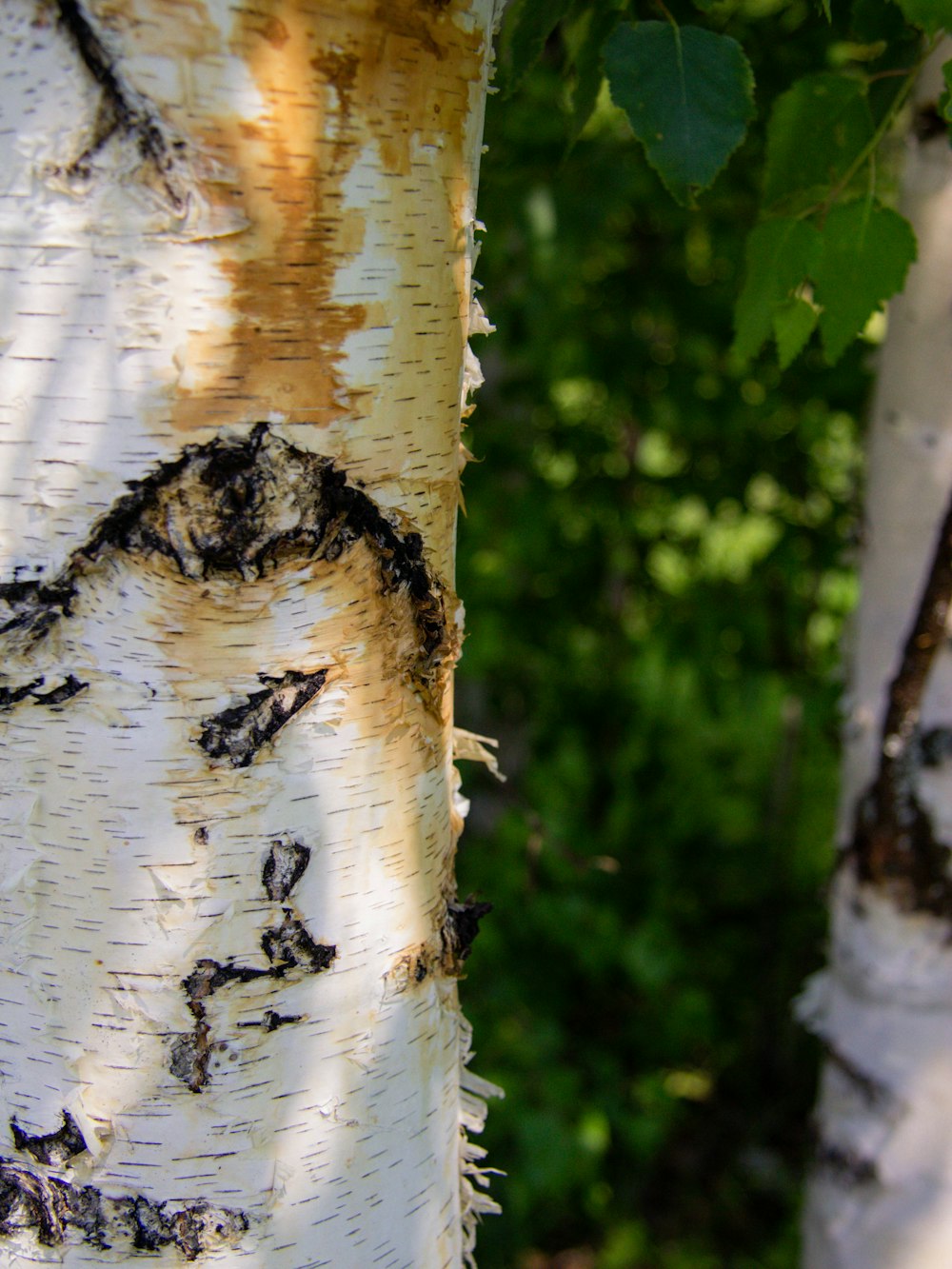 a tree trunk with a hole in it