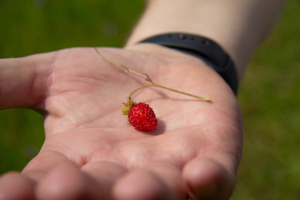 a hand holding a strawberry