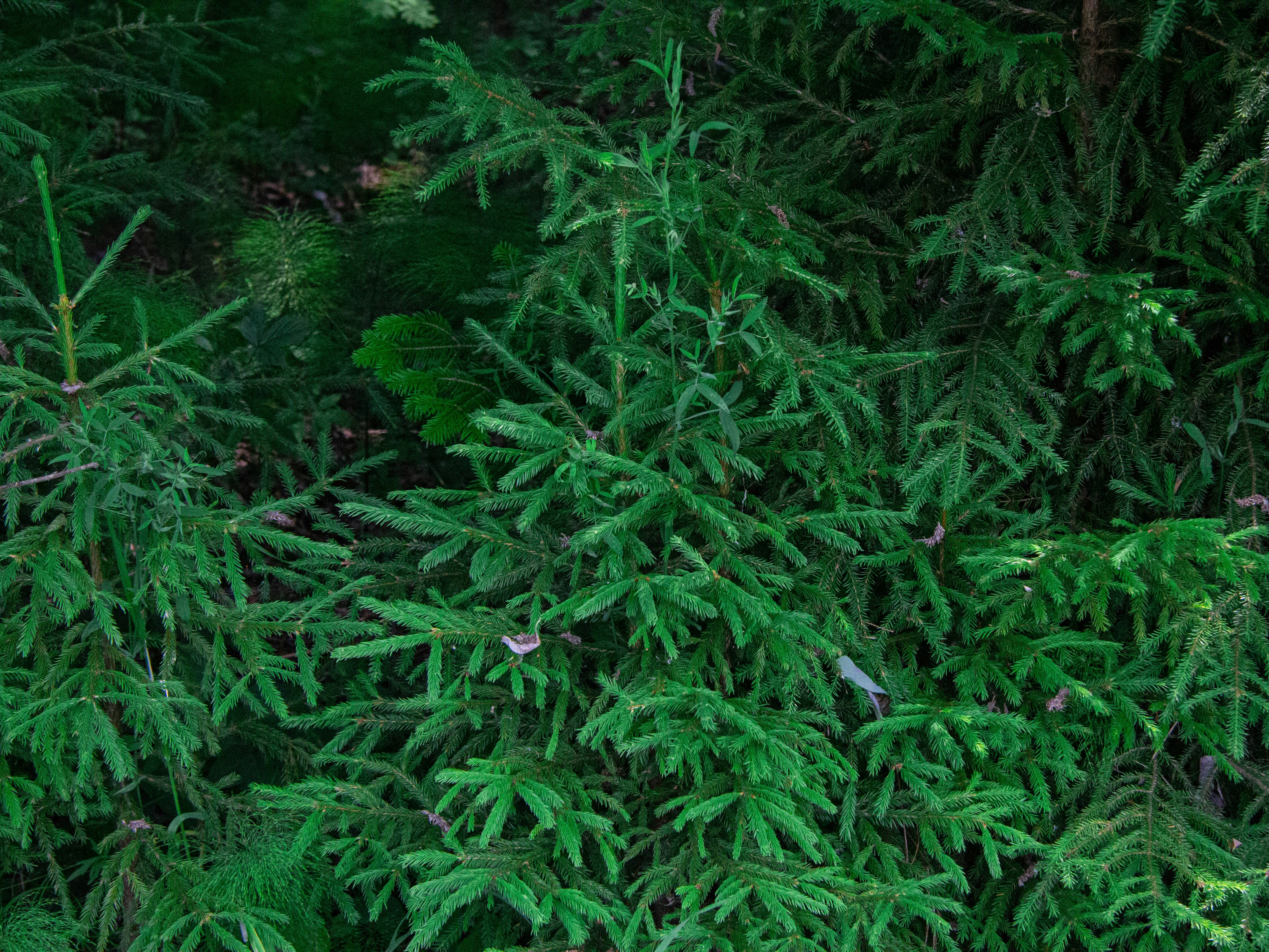 Photo by pinkpony2000