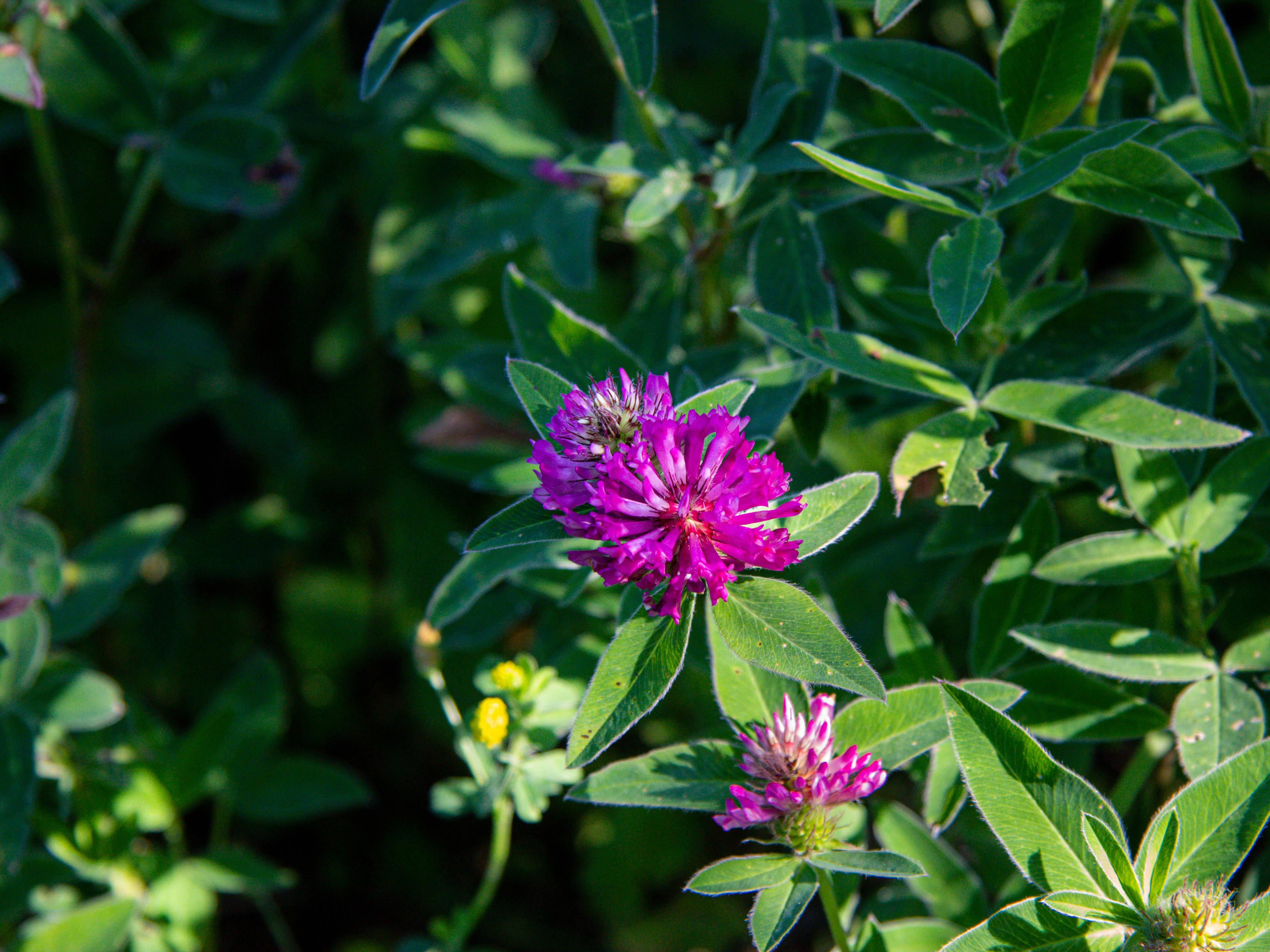 Photo by pinkpony2000