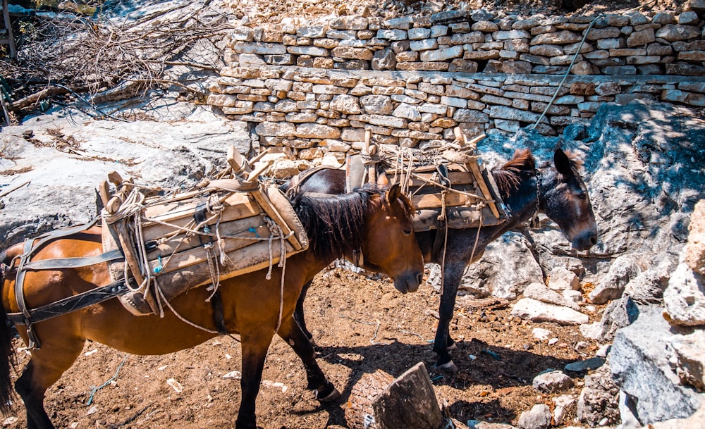 horses carrying a cart