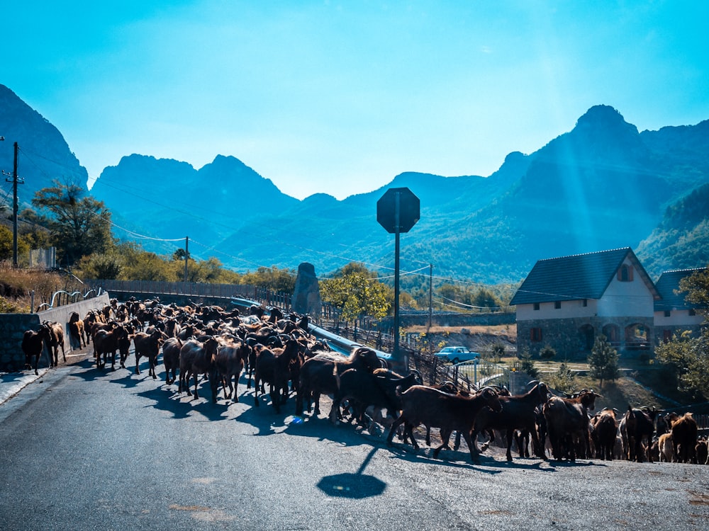 a herd of cattle crossing a street