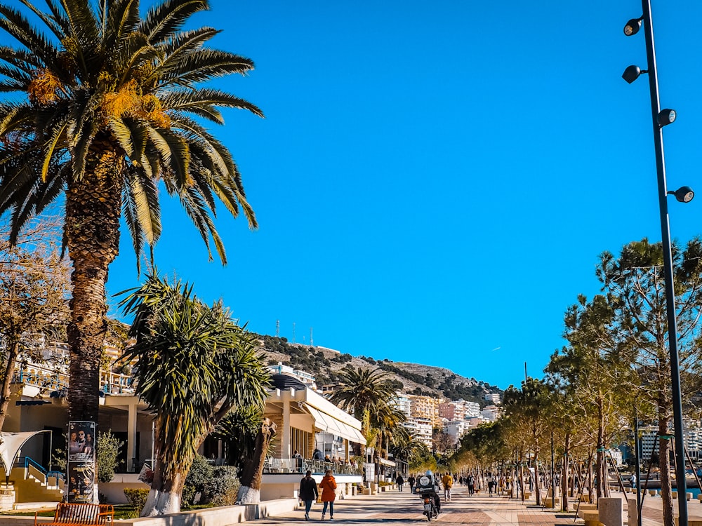 a street with palm trees and buildings