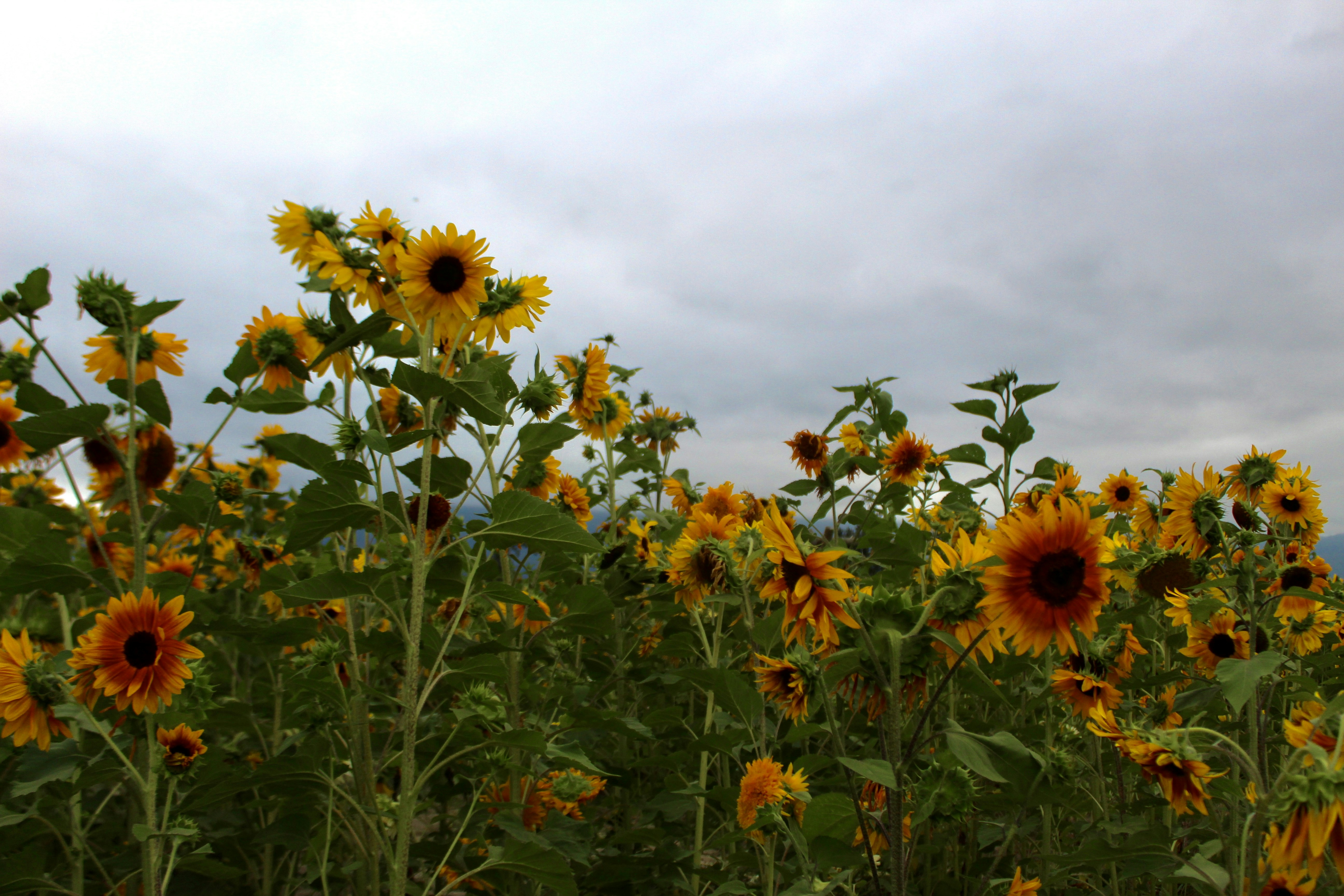 Photo by mia_mackenzie