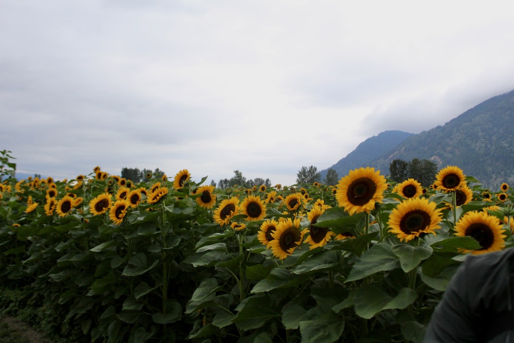 a field of sunflowers