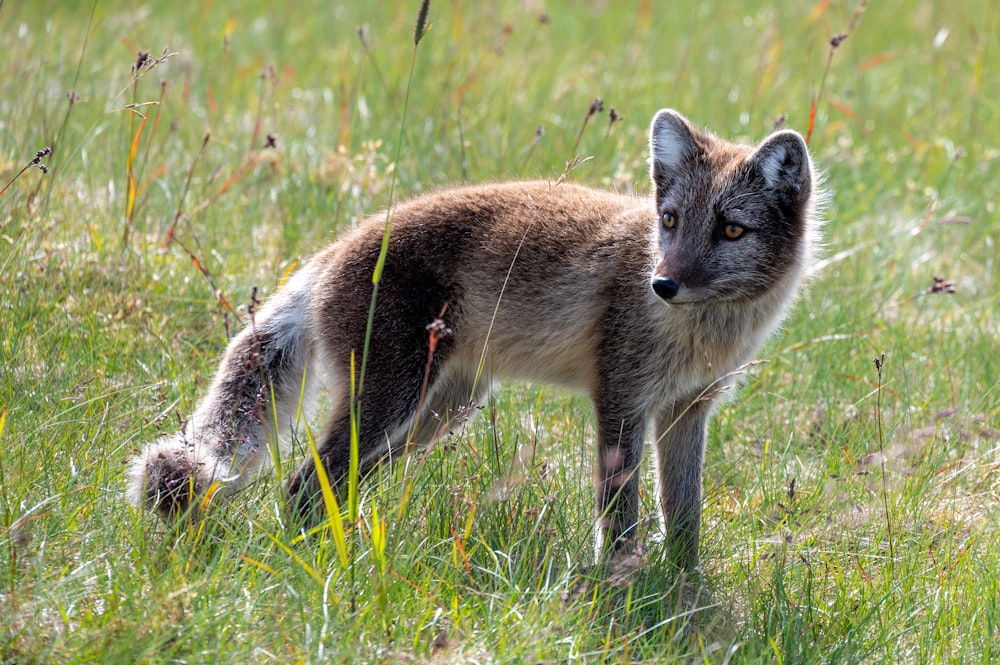 a fox in a field