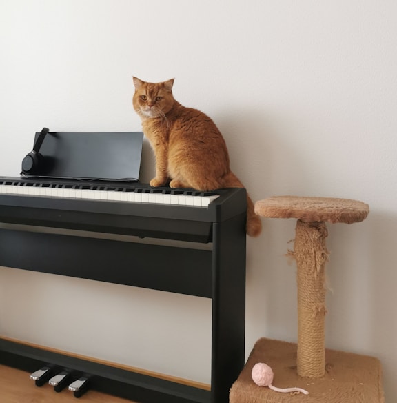 a cat sitting on a piano