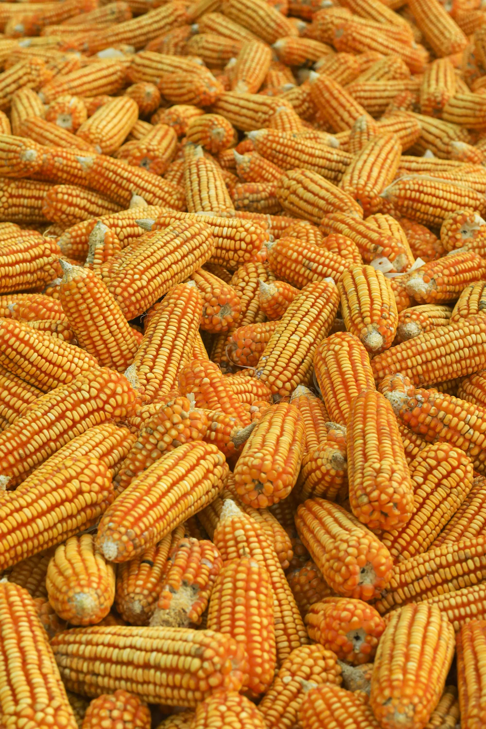 Harvested grain