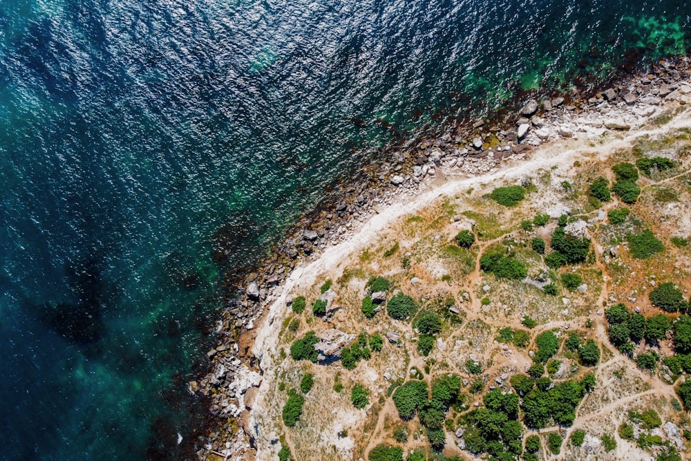 a rocky beach with plants and water