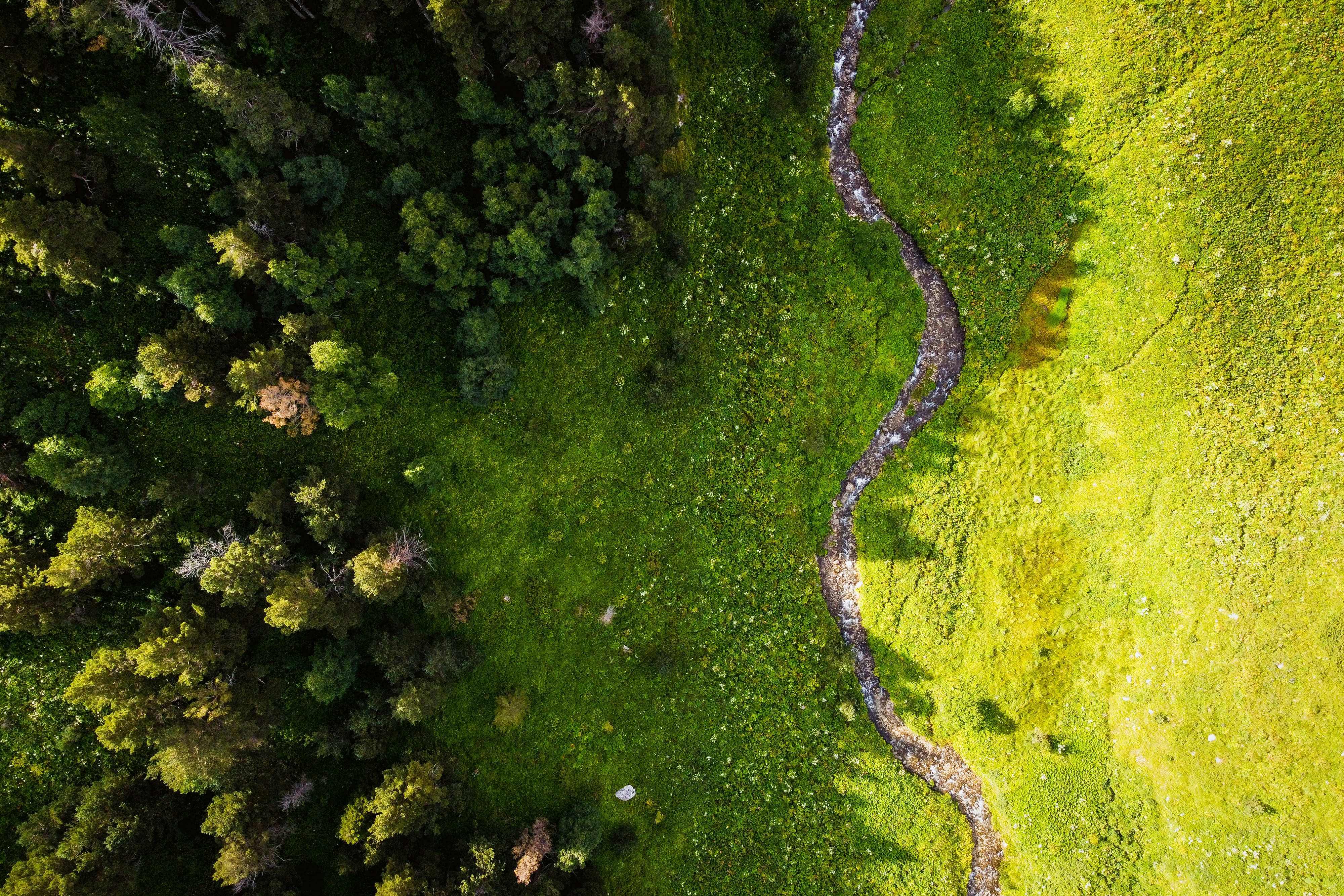 Choose from a curated selection of tree photos. Always free on Unsplash.