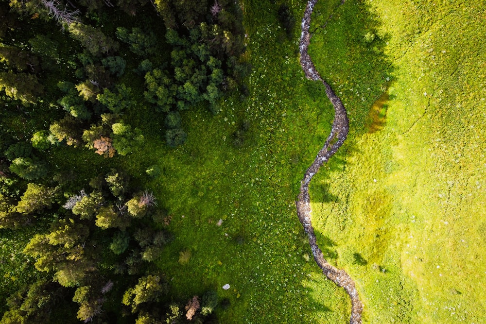 a river running through a forest