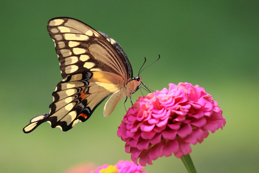 una mariposa en una flor